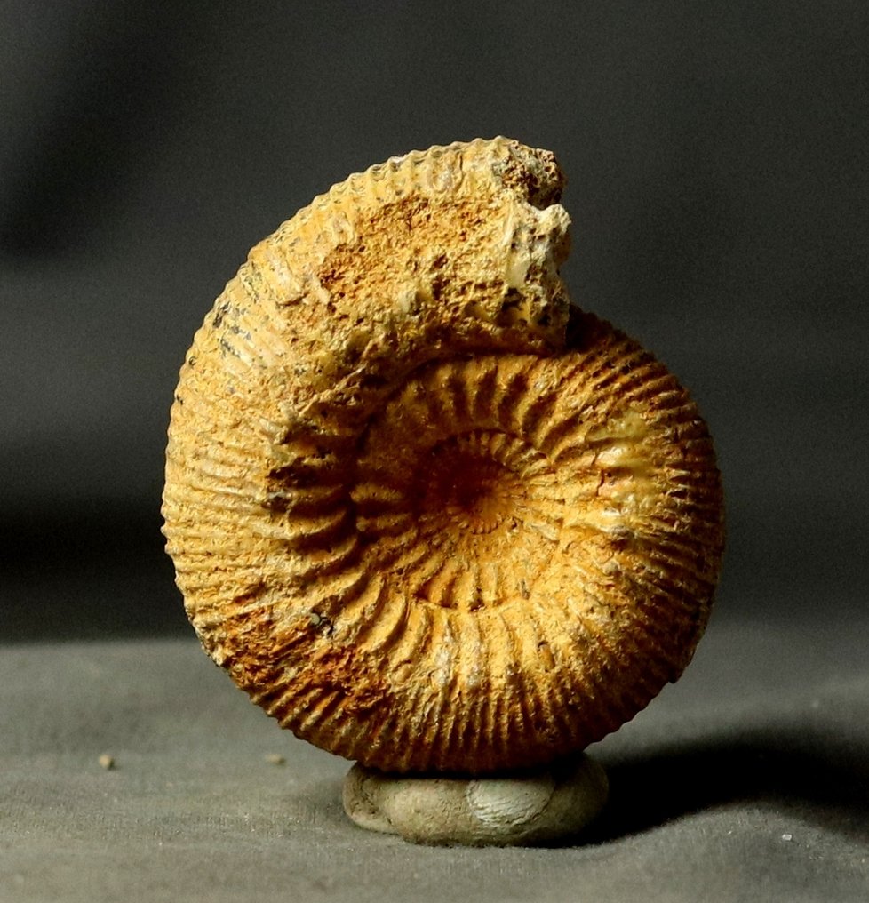 A fine ammonite - - Fossilised animal - Stephanoceras humphrisianum - 4.8 cm  (No Reserve Price) #4.3