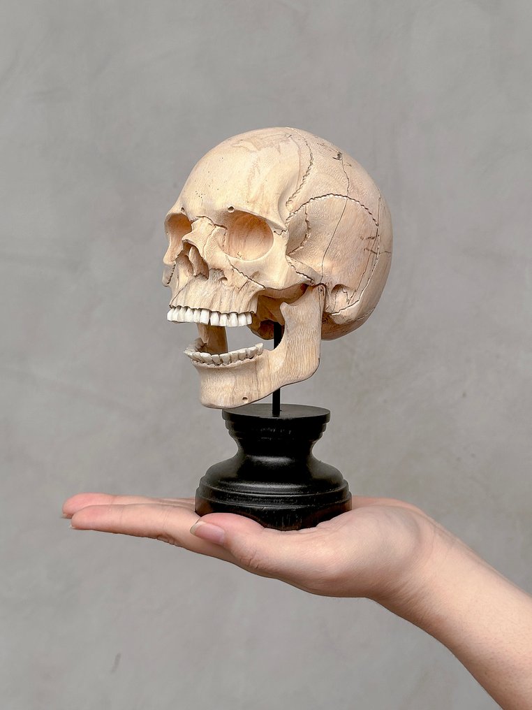 Σκάλισμα, NO RESERVE PRICE - Stunning Wooden Human Skull With A Beautiful Grain on a custom stand - 18 cm - Tamarindus - 2025 #1.0