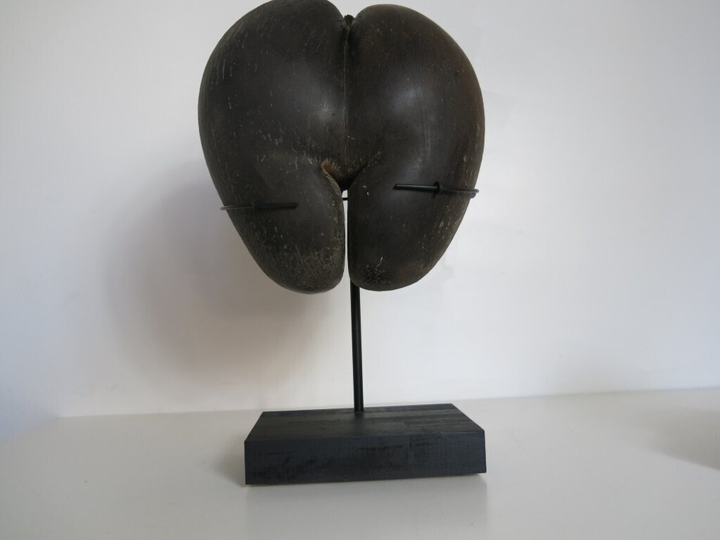 Large Sea Coconut – Coco de Mer 34x31.5x19cm on custom-made stand - Lodoicea maldivica - 1976 Taxidermy full body mount - Lodoicea maldivica - 34 cm - 31.5 cm - 19 cm - CITES Appendix III - Annex C in the EU #1.0