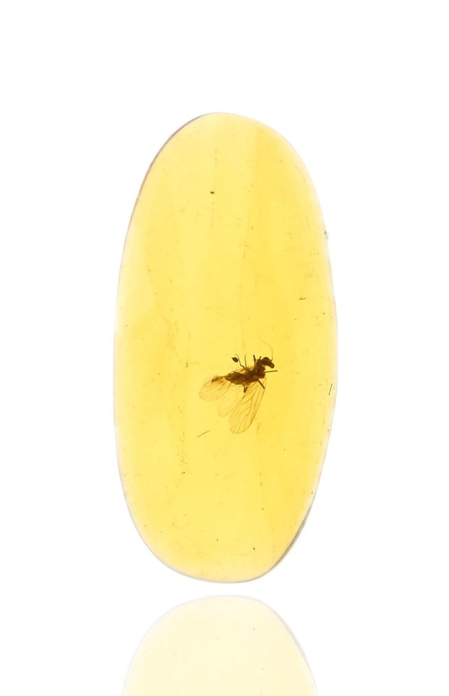 Burmese amber - Fossil cabochon - with Detailed Psocoptera (Booklice) fossil insect inclusion (No reserve price) #2.1