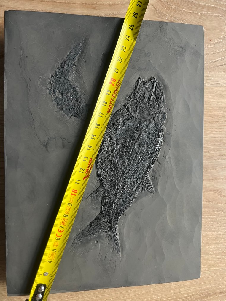 Fossilised animal - Asialepidotus shingyiensis - 23.6 cm - 17.5 cm #2.1