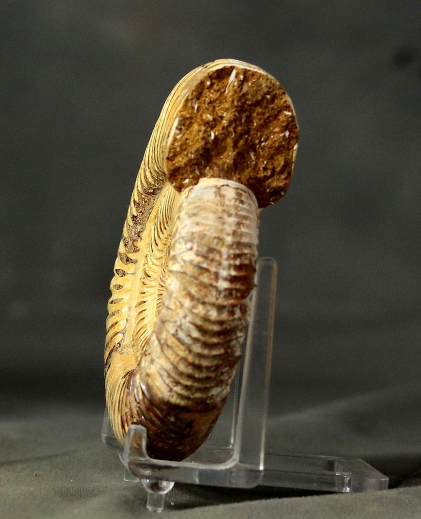 Fine Fossil Ammonite - - Fossilised animal - Dichotomosphinctes falculae - 8.2 cm  (No Reserve Price) #3.2