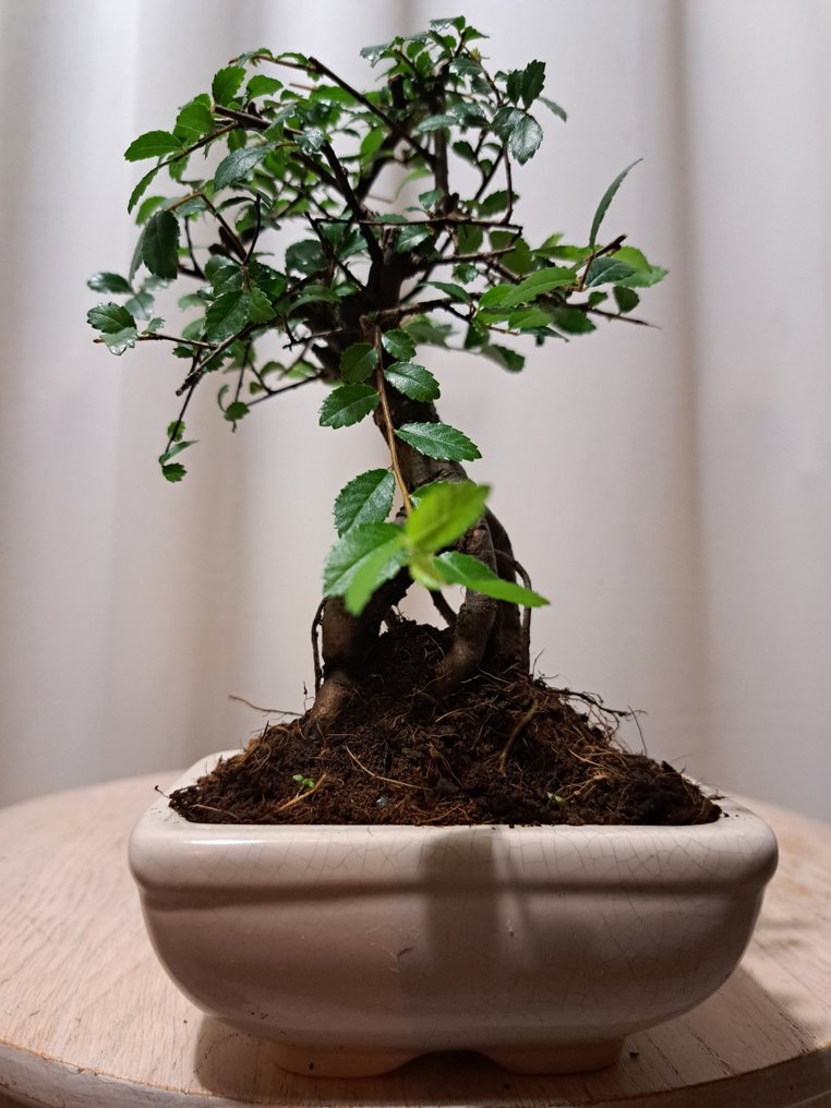 Chinese elm bonsai (Ulmus parviflora) - Magasság (fa): 17 cm - Mélység (fa): 12 cm - Hollandia #4.3