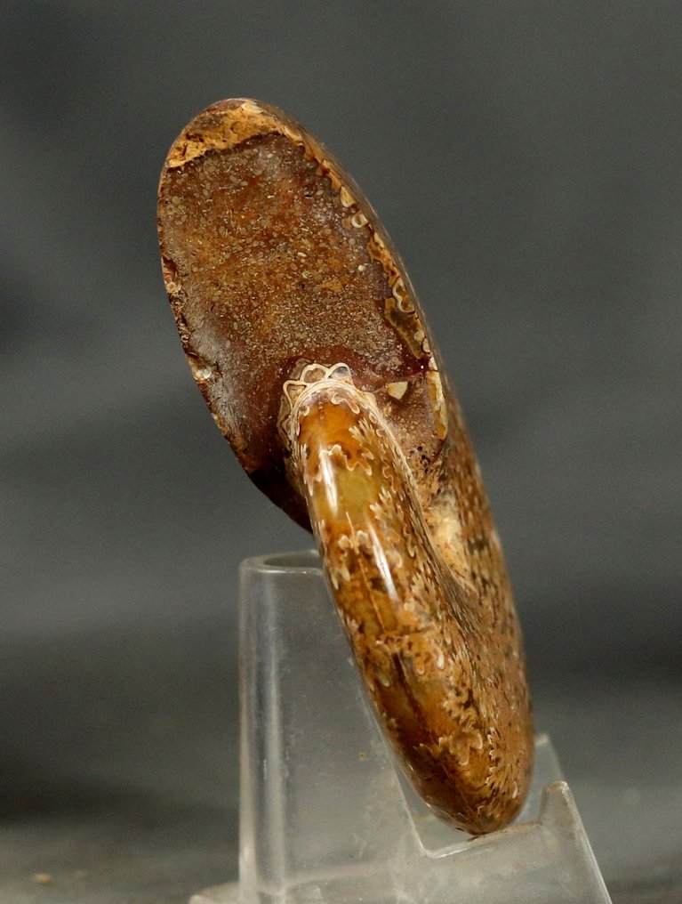 Fremragende ammonitt - Fossile dyr - Phylloceras heterophyllum (Ingen reservasjonspris) #4.3