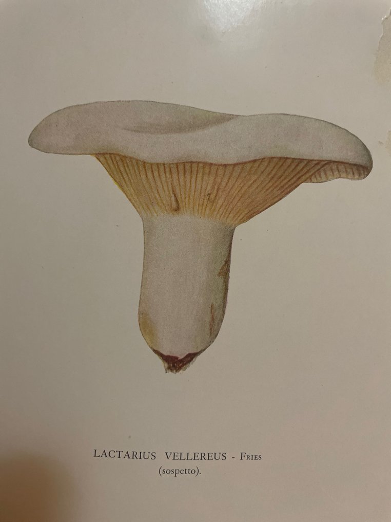 Dott. G. Gagliardi - Funghi freschi e secchi, commestibili e velenosi - 1930 #3.2