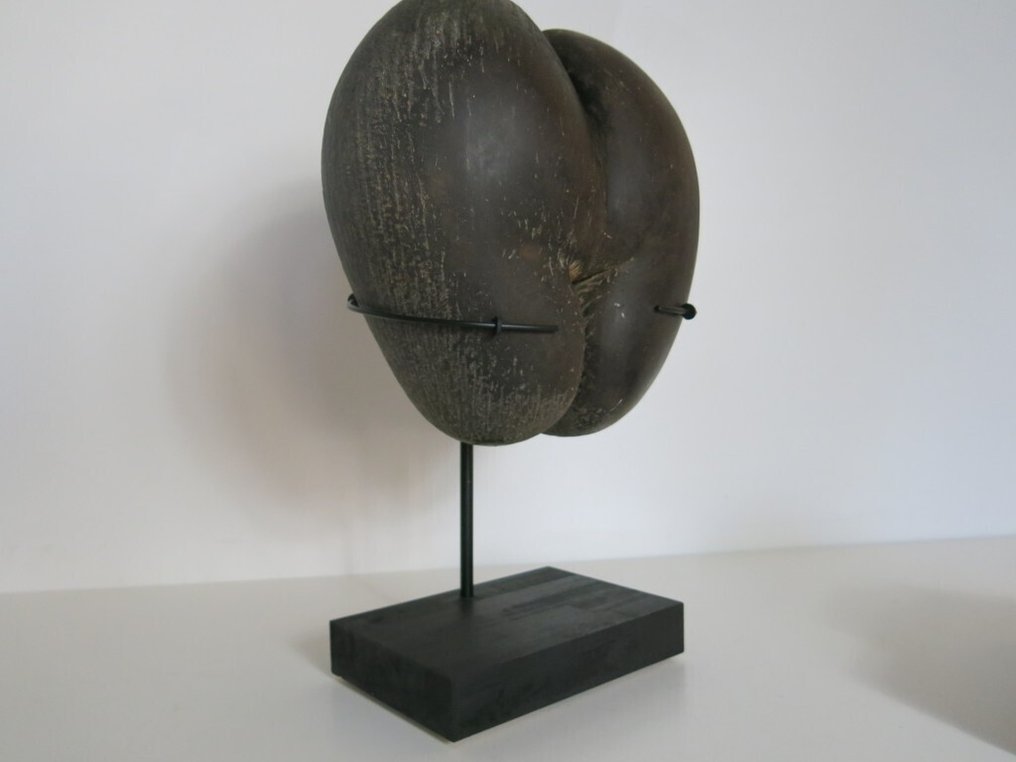 Large Sea Coconut – Coco de Mer 34x31.5x19cm on custom-made stand - Lodoicea maldivica - 1976 Taxidermy full body mount - Lodoicea maldivica - 34 cm - 31.5 cm - 19 cm - CITES Appendix III - Annex C in the EU #2.1