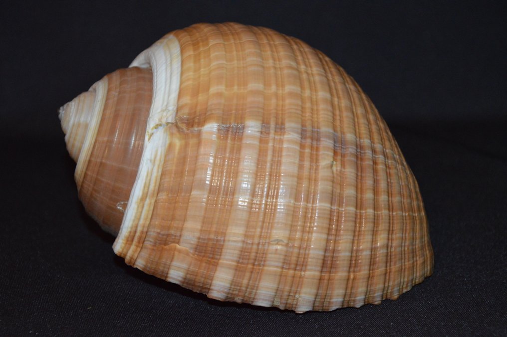 Zeeslak Zeeschelp - M-989 TONNA AMPULLACEA (Zonder Minimumprijs) #3.2