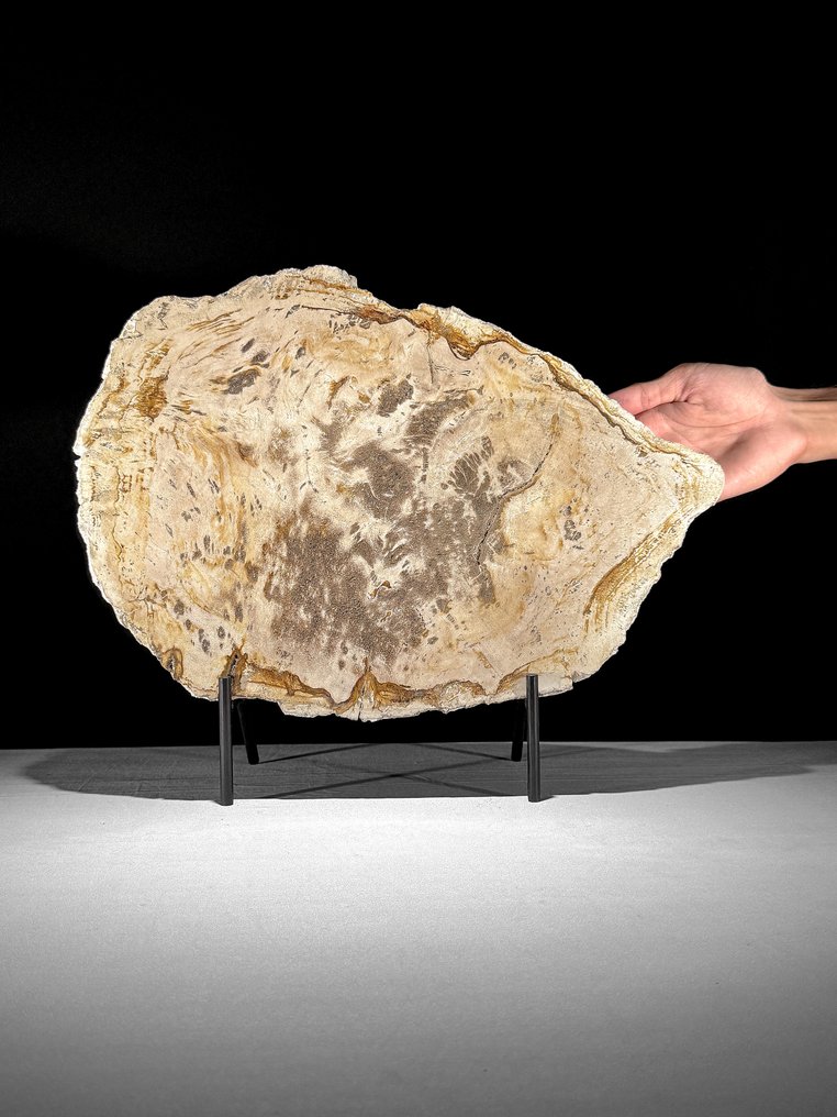 奇妙的化石木切片，配有定制底座 - 化石木材  (没有保留价) #1.0