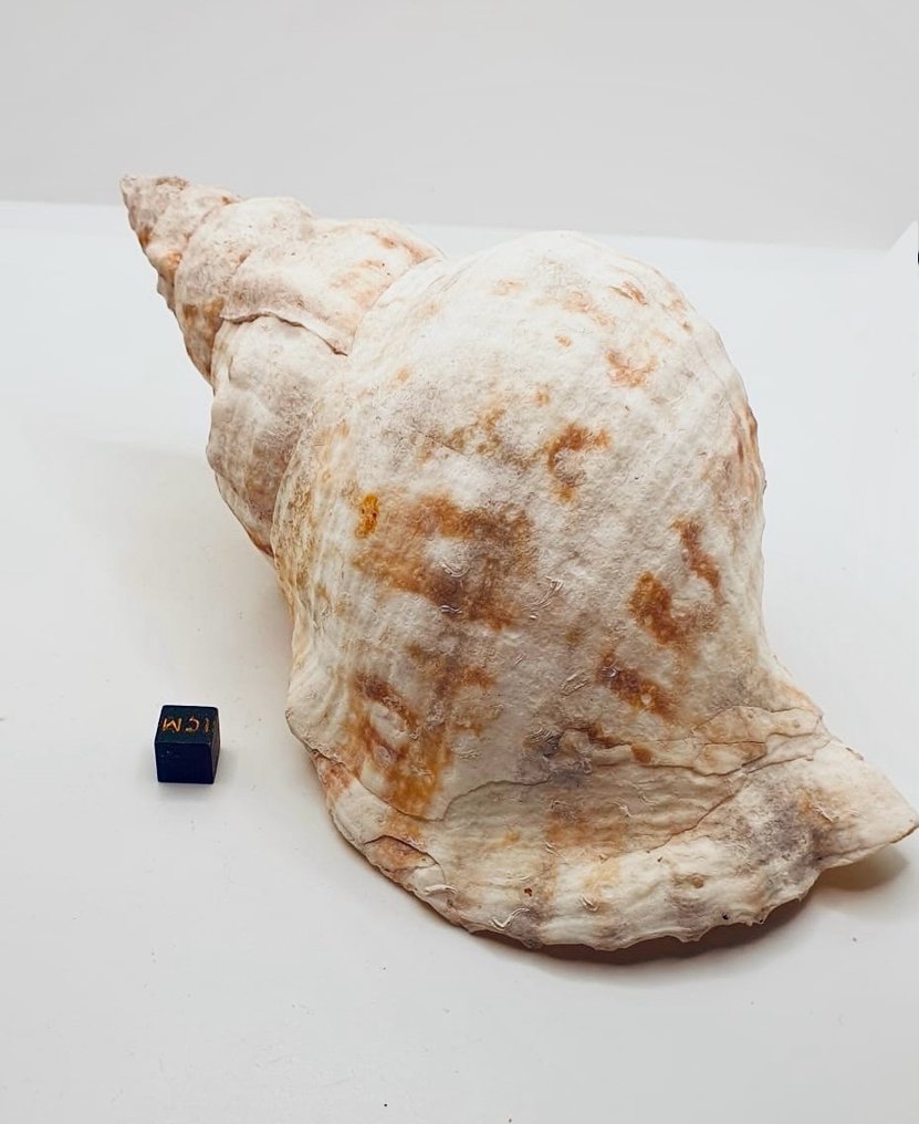 Shells Sea shell - CHARONIA TRITONIS et LAMBIS #2.1