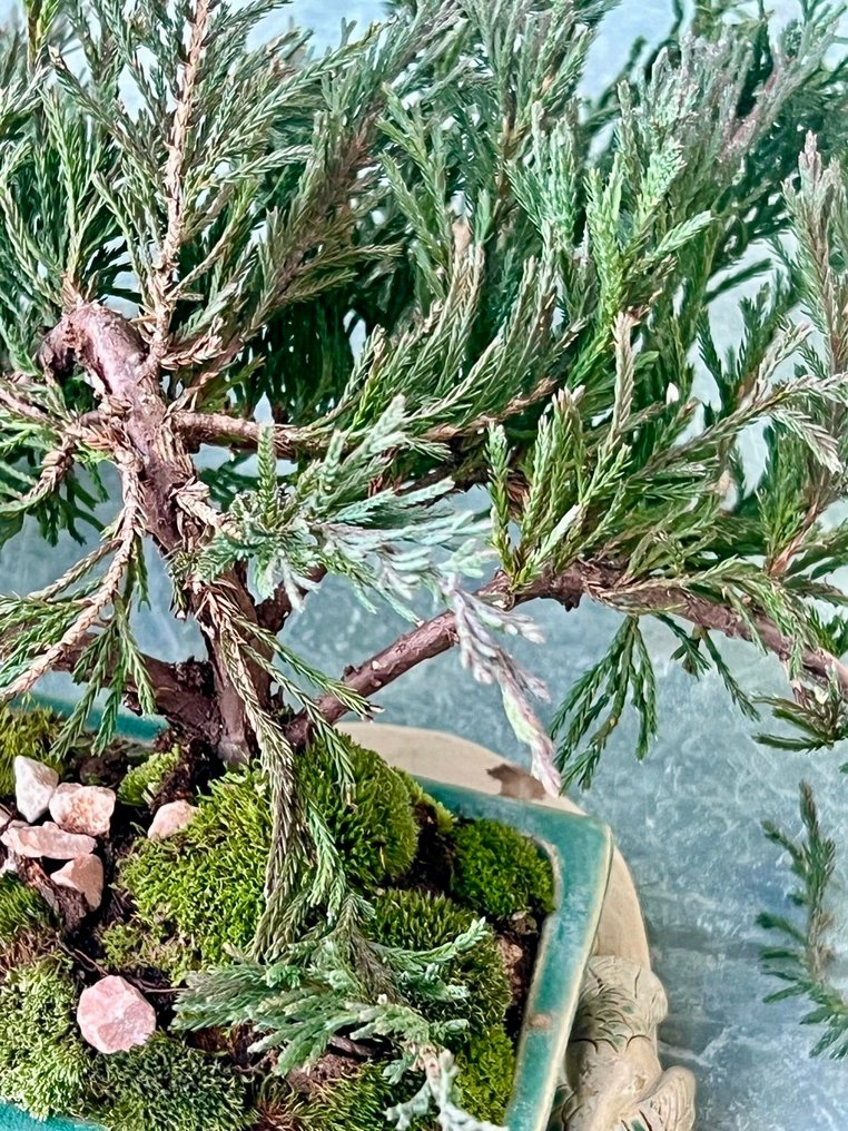 Juniper bonsai (Juniperus) - Height (Tree): 10 cm - Depth (Tree): 40 cm - China #3.2