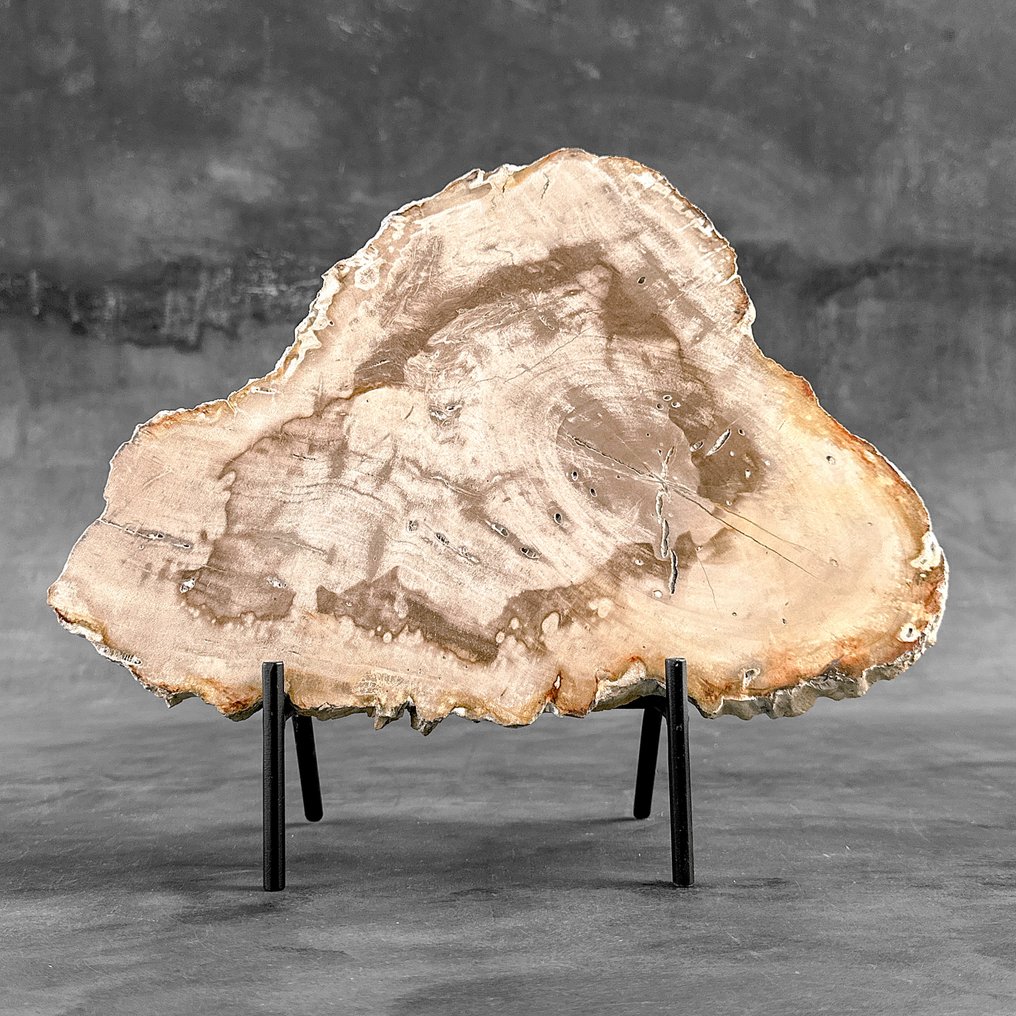Υπέροχη φέτα απολιθωμένου ξύλου σε μια προσαρμοσμένη βάση. - Απολιθωμένο ξύλο  (χωρίς τιμή ασφαλείας) #2.1