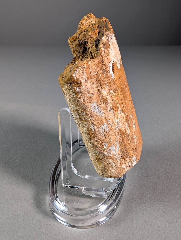 Plesiosaur benfragment - Fossilt fragment - Plesiosauria sp. - 10.1 cm - 7.2 cm  (Utan reservationspris) #3.2