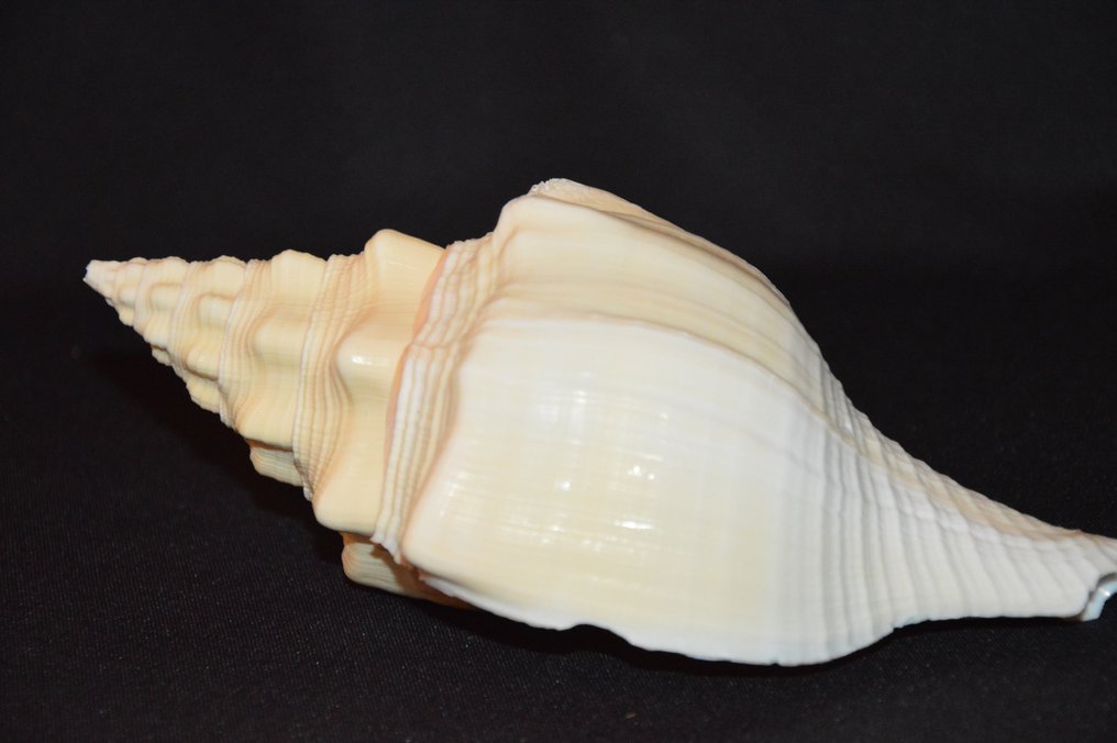 Sea Snail Κοχύλι - S-04 TURBINELLA ANGULATA (χωρίς τιμή ασφαλείας) #4.3