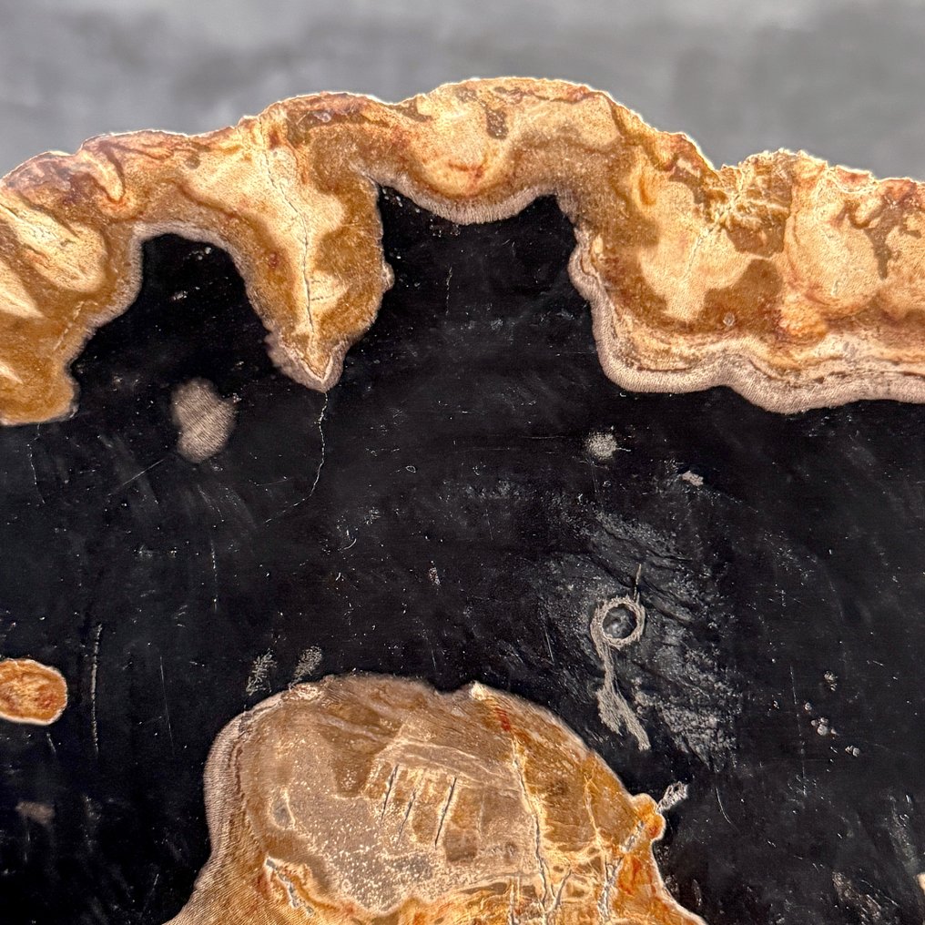 令人惊叹的化石木片,放置在定制底座上。 - 化石木材 (没有保留价) #4.3