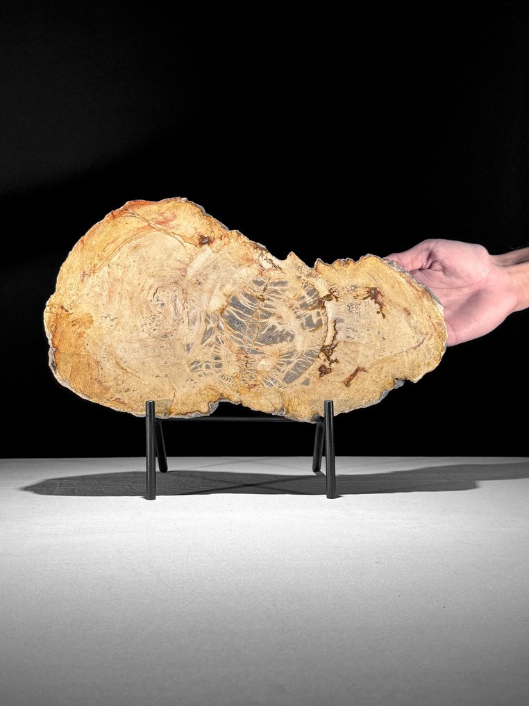 Stunning Slice of Petrified Wood on a custom stand - Fossilised wood (No Reserve Price) #1.0