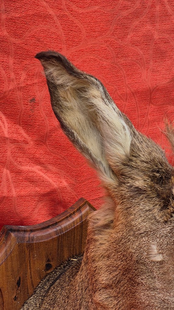 Råbuk Taksidermi vægmontering - Capreolus capreolus - rare trophée atypique - avec naissance d'une perruque ? - - 46 cm - 22 cm - 34 cm - Ikke-CITES arter #3.2