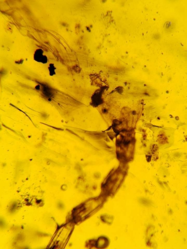 Uma descoberta rara! Uma cauda de escorpião em âmbar dourado de Mianmar. - Cabochão fóssil - 21.7 mm - 15.9 mm  (Sem preço de reserva) #4.3