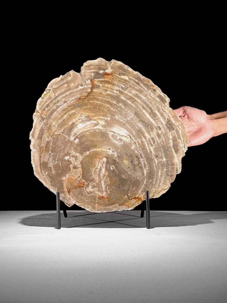 C - Deslumbrante fatia grande de madeira petrificada em um suporte personalizado - Madeira fossilizada - 38.6 cm - 36 cm (Sem preço de reserva) #1.0