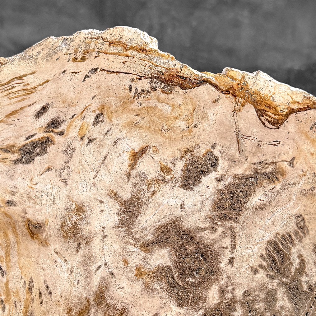 奇妙的化石木切片，配有定制底座 - 化石木材  (没有保留价) #4.3