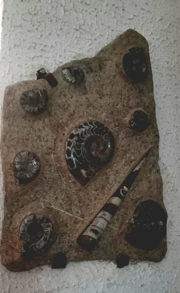 Ammonit - Fossilplattenmatrix - 78 cm - 60 cm #3.2