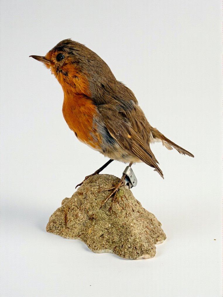 Ευρωπαϊκός Κότσυφας Βάση ταρίχευσης ολόκληρου σώματος - Erithacus rubecula - 12 cm - 13 cm - 9 cm #1.0