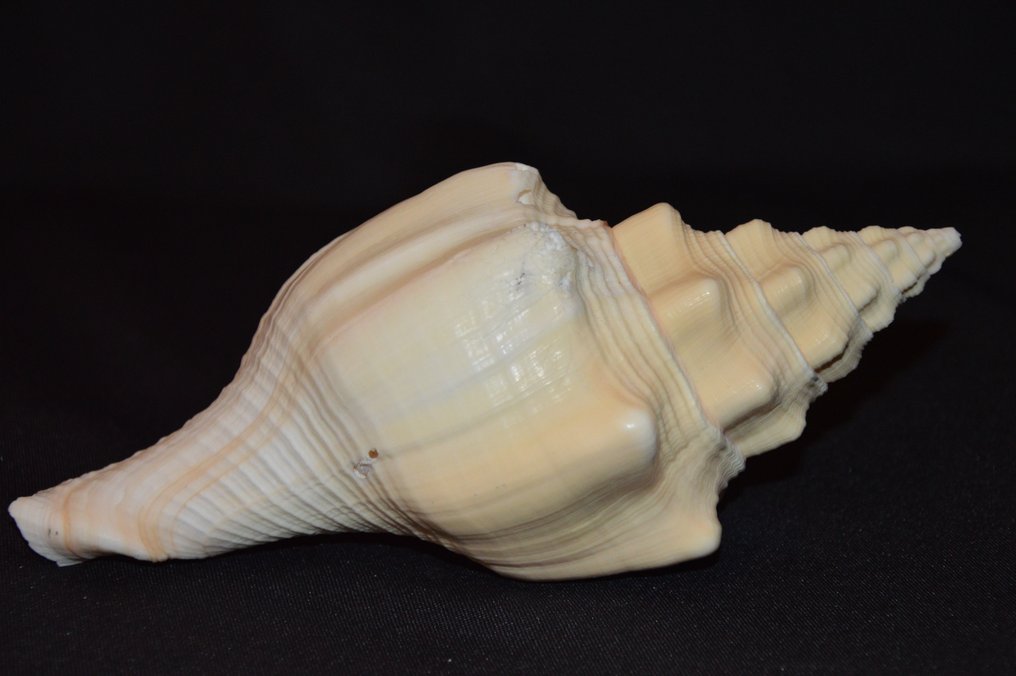 Sea Snail Κοχύλι - S-04 TURBINELLA ANGULATA (χωρίς τιμή ασφαλείας) #1.0