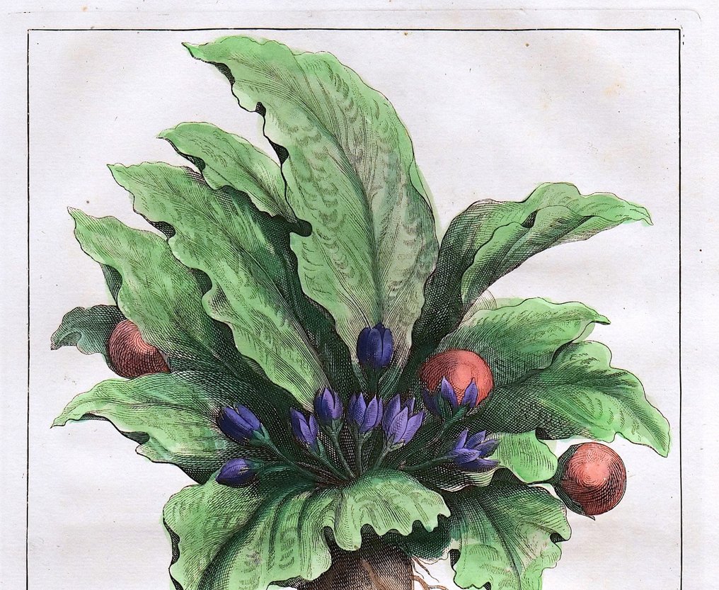 Calmet, Starck-Man (XVIII) - De Mandragora met zyn bloemen en Vruchten #1.0