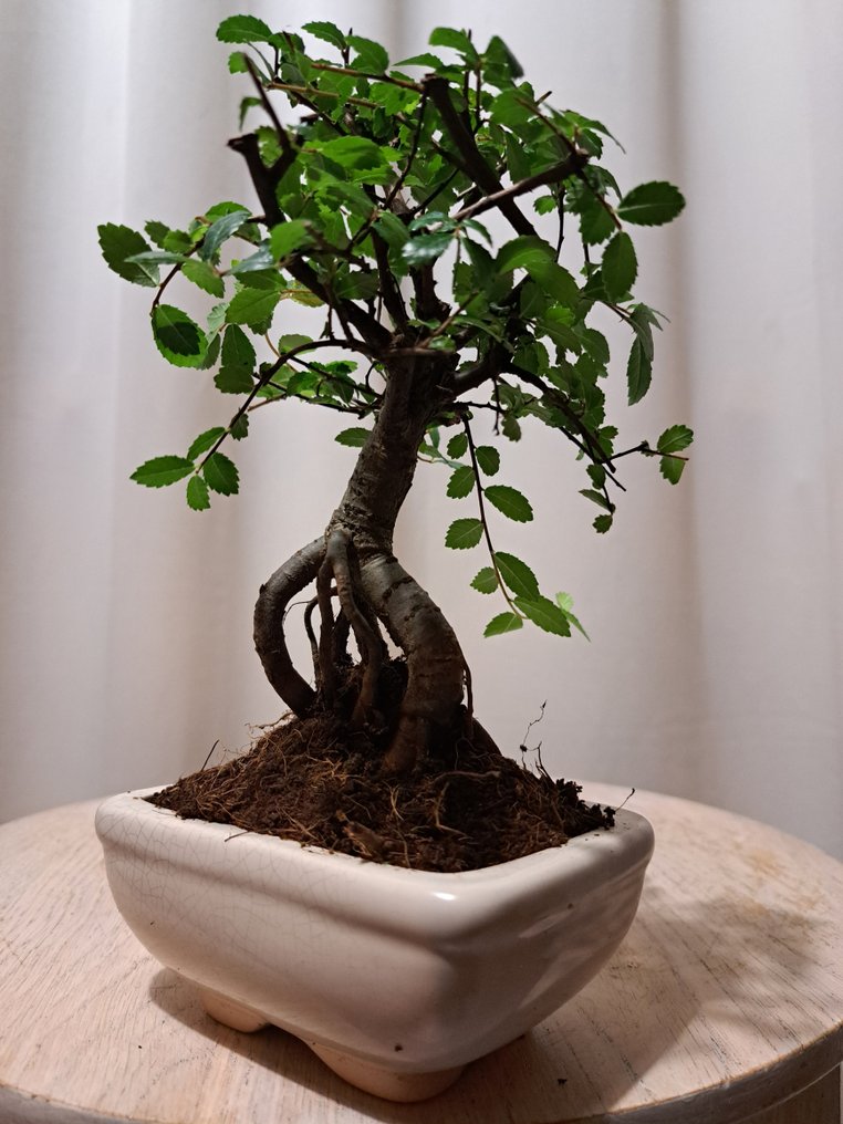Chinese elm bonsai (Ulmus parviflora) - Magasság (fa): 17 cm - Mélység (fa): 12 cm - Hollandia #1.0