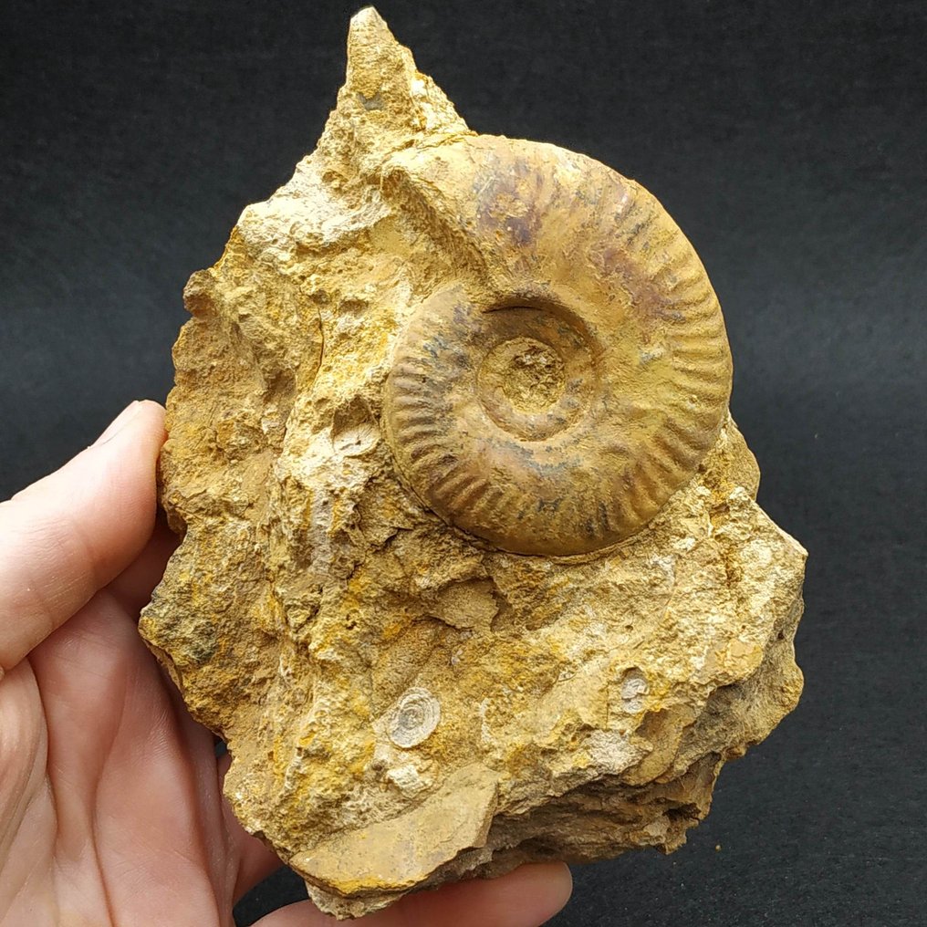 Ammonit - Tierfossil - Hecticoceras sp.  (Ohne Mindestpreis) #4.3