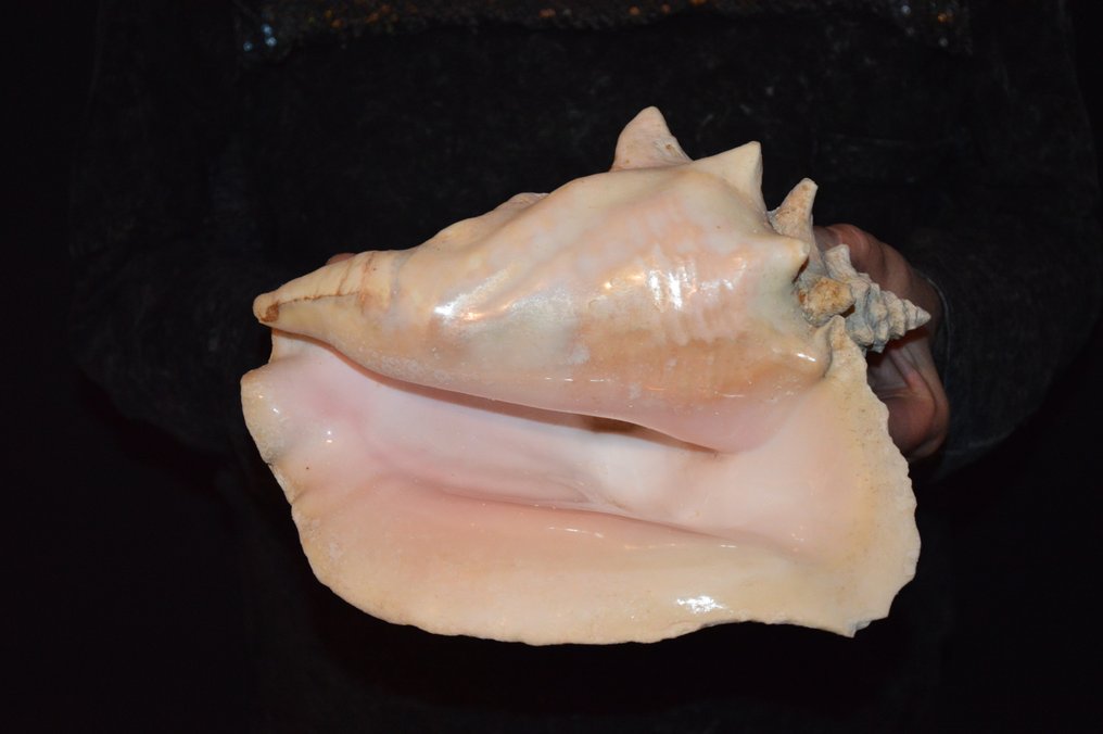 Caracol marinho Concha do mar - S-13 STROMBUS GIGAS (Sem preço de reserva) #1.0