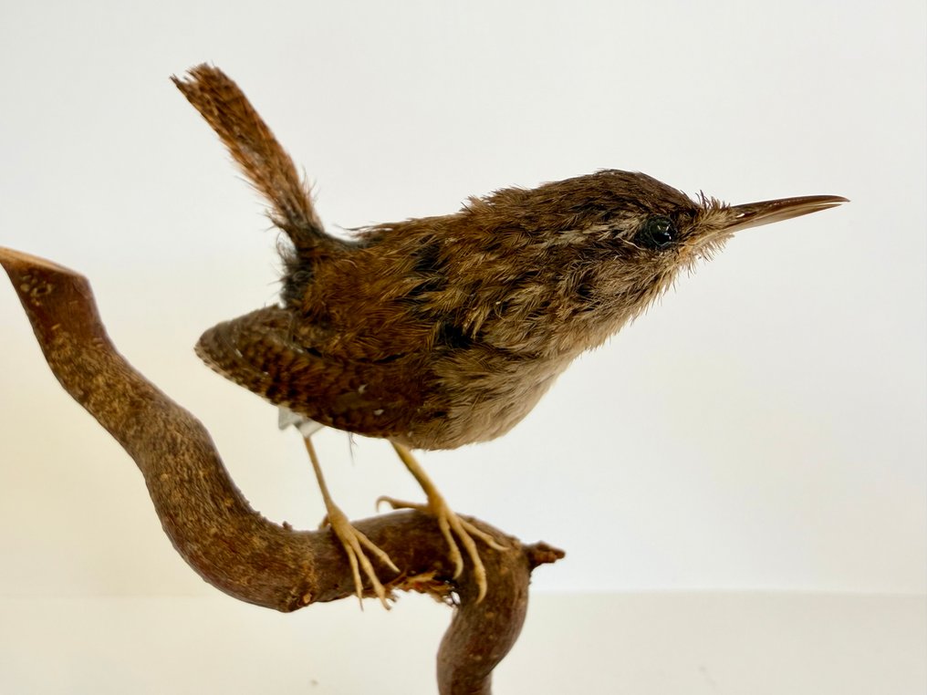 Χειμερινή Σταχτοπούτα Βάση ταρίχευσης ολόκληρου σώματος - Troglodytes troglodytes - 16 cm - 14 cm - 7.5 cm #2.1