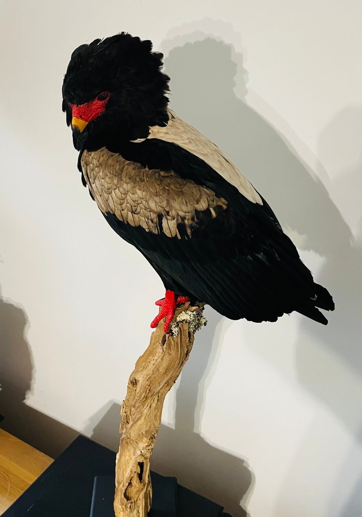 Aquila Allestimento tassidermico a corpo intero - Terathopius Ecaudatus - 1 m - 50 cm - 30 cm - CITES Appendica II - Allegato B nell'UE - 1 #4.3