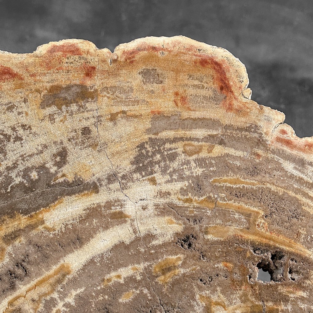Sorprendente grande fetta di legno pietrificato su un supporto personalizzato. - Legno fossile (Senza Prezzo di Riserva) #4.3