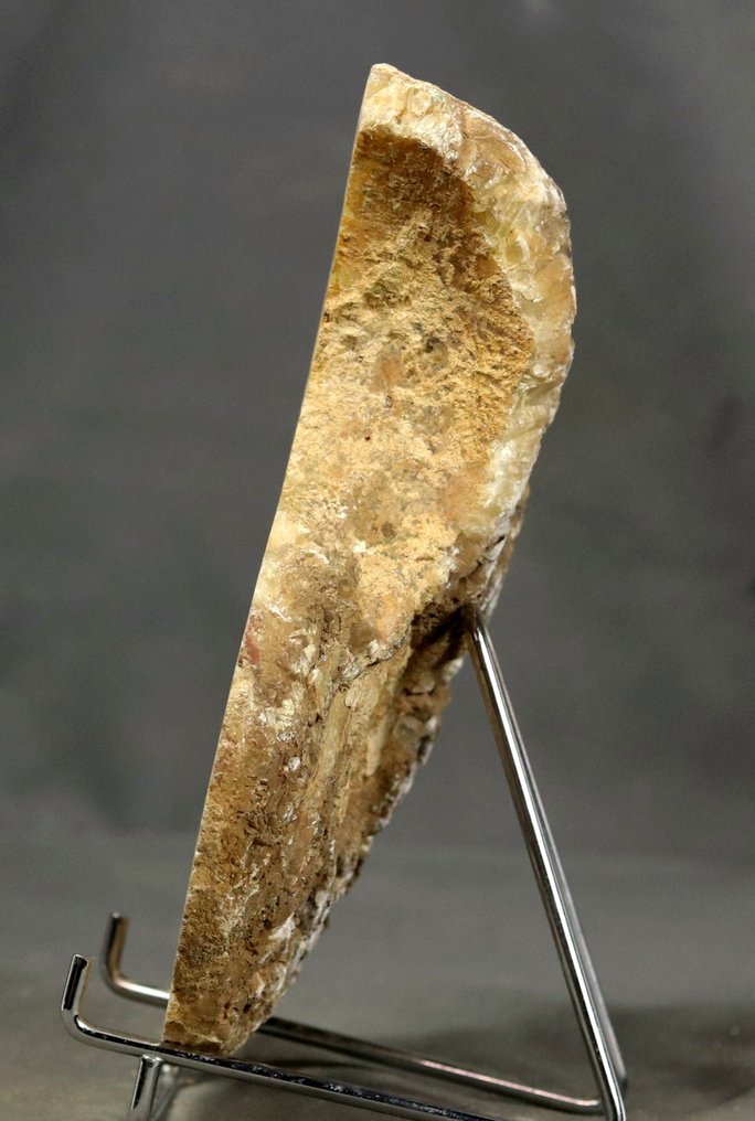 Big sawed nautiloid showing Green calcite and sypho - Outstanding - Fossilised animal - Cenoceras sp. - 20 cm #2.1