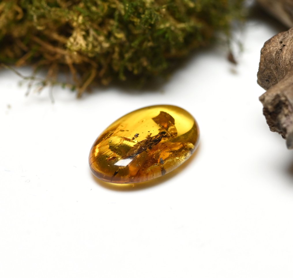 Κεχριμπάρι Βιρμανίας - Απολιθωμένο cabochon - with Large Detailed Hymenoptera (Wasp) fossil insect inclusion (χωρίς τιμή ασφαλείας) #3.2