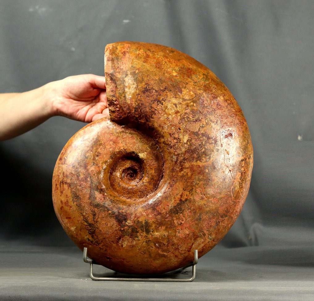 Large, naturally coloured Ammonite - Fossilised animal - Pachylytoceras dilucidum (Oppel, 1856) - 35 cm #1.0