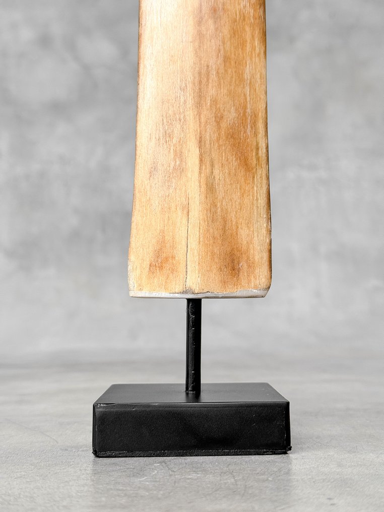 NO RESERVE PRICE - Swordfish tusk mounted on a custom pedestal - Rostrum on stand - Xiphias Gladius - 73 cm - 7 cm - 7 cm- Non-CITES species - (1) #4.3