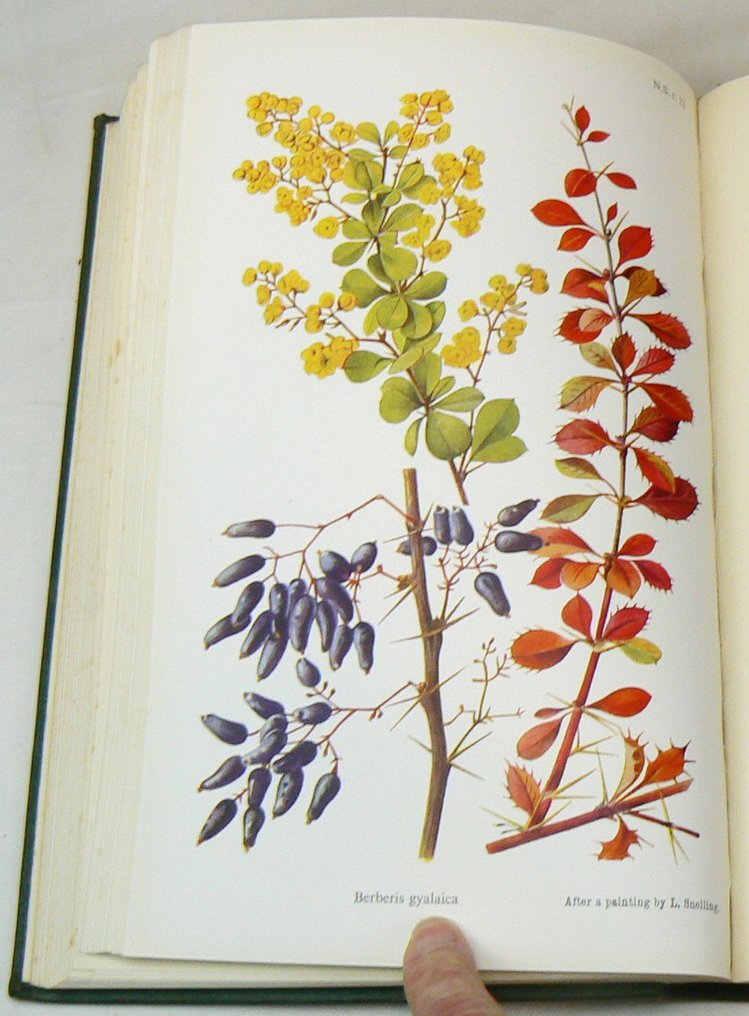 William Bertram Turrill - Curtis's Botanical Magazine; containing coloured figures with descriptions [...] - 1948 #1.0