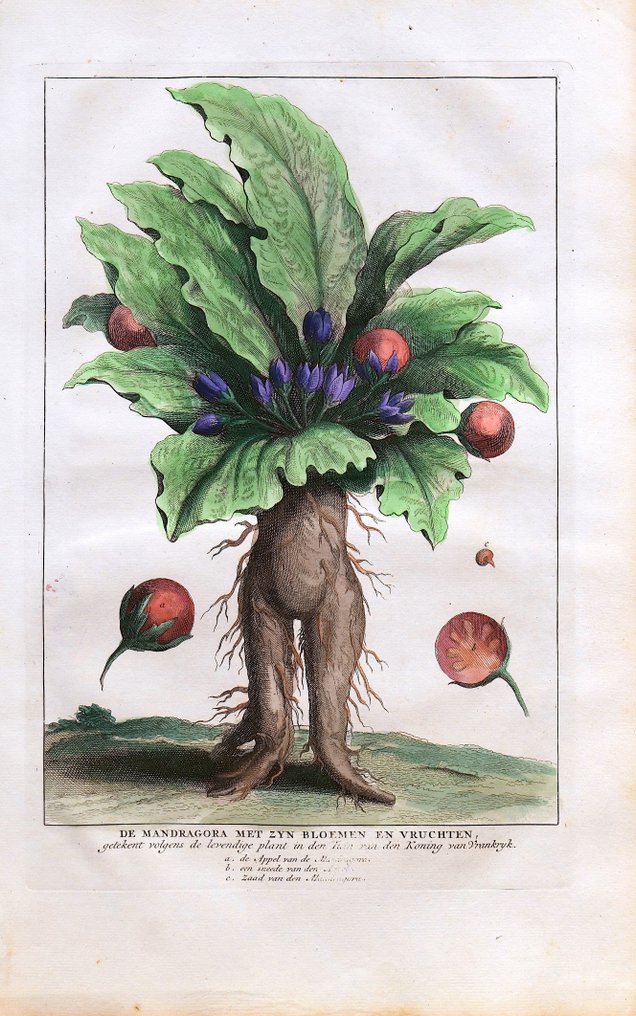 Calmet, Starck-Man (XVIII) - De Mandragora met zyn bloemen en Vruchten #3.2