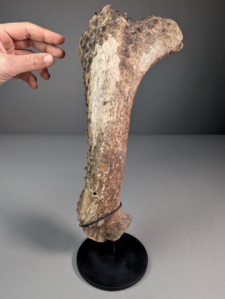 Μέγαλοκερο μέρος κέρατα. - Απολιθωμένο οστό - Megaloceros giganteus - 34.5 cm - 15.4 cm #1.0