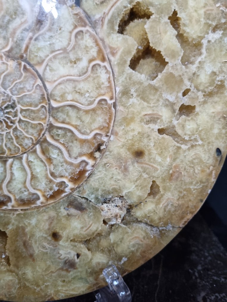 Όμορφο μεγάλο Αμμονίτη - Απολιθωμένο ζώο - Aioloceras (Cleoniceras) sp - 212 mm - 180 mm  (χωρίς τιμή ασφαλείας) #3.2