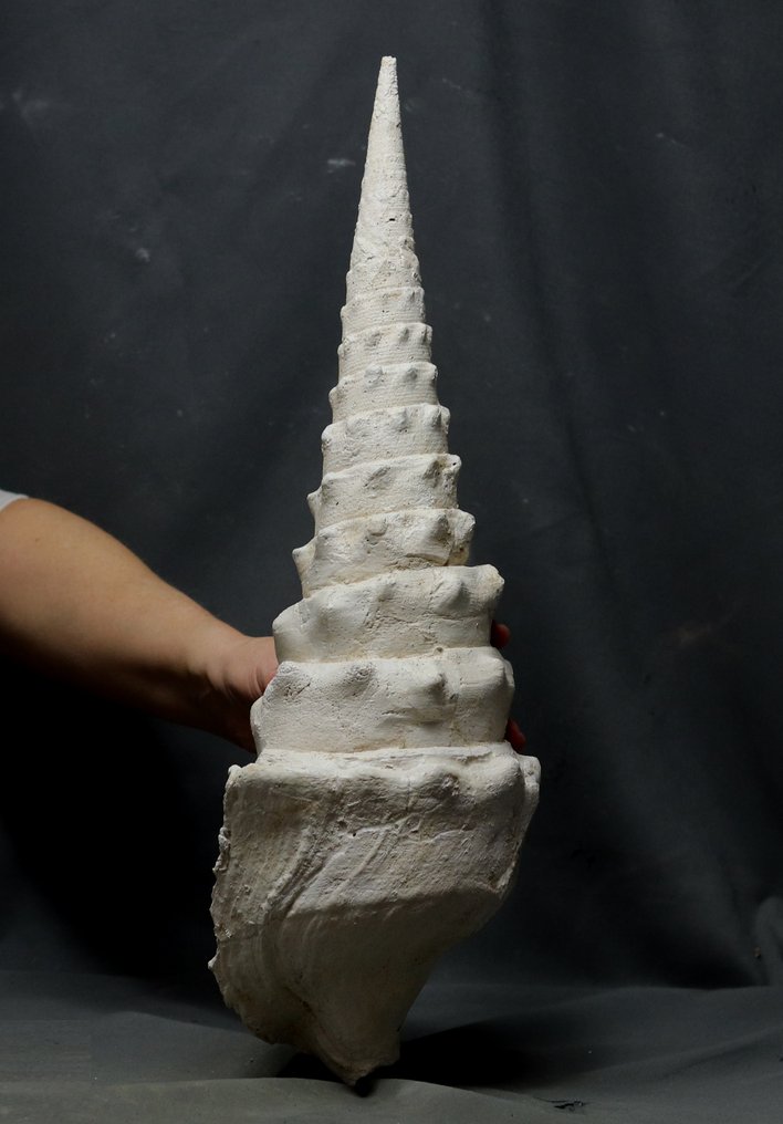 Grosso guscio fossile - Animale fossilizzato - Campanile giganteum - 47 cm #2.1