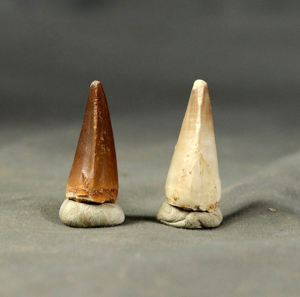 Denti di Mosasauro di grandi dimensioni - 2 specie - Dente fossile - Halisaurus  & Prognatodon anceps  (Senza Prezzo di Riserva) #1.0