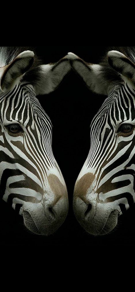 Eric Lespinasse - #11 - Minimalist Fauna #1.0