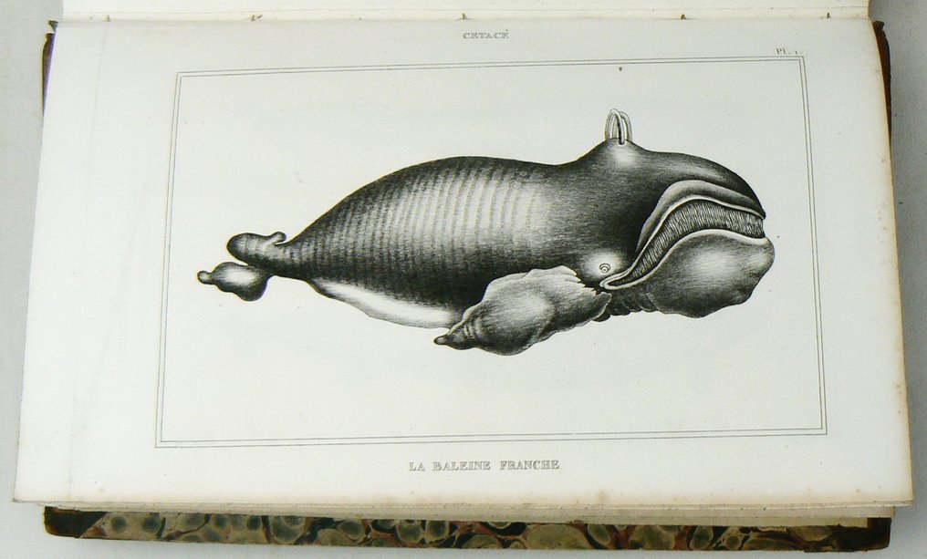 Bernard-Germain-Étienne de La Ville-sur-Illon, comte de Lacépède - Oeuvres de la Comte de Lacépède, comprenant l'histoire naturelle [...] - 1836 #2.1