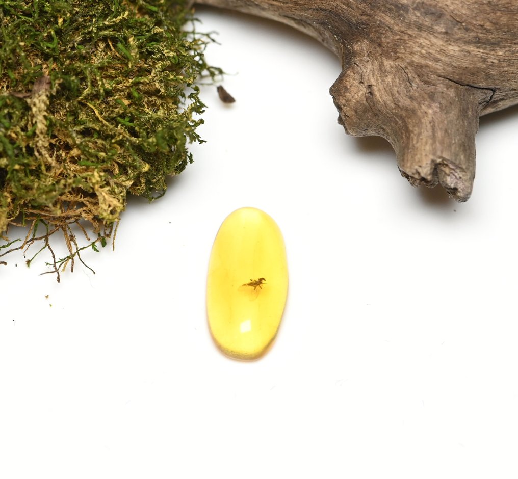 Burmese amber - Fossil cabochon - with Detailed Psocoptera (Booklice) fossil insect inclusion (No reserve price) #1.0