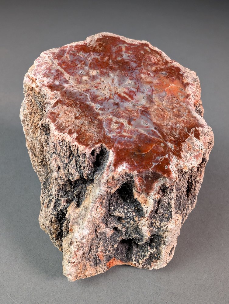 Fossiel hout - Gefossiliseerd hout - 12.5 cm - 6.5 cm  (Zonder Minimumprijs) #3.2