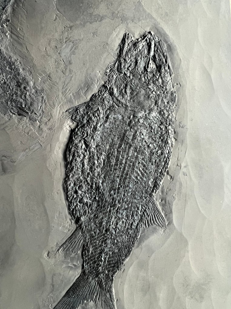 Fossilised animal - Asialepidotus shingyiensis - 23.6 cm - 17.5 cm #4.3