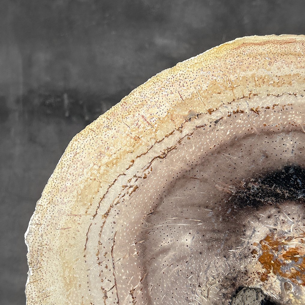 C - Stunning Large Petrified Palm Root slice on a custom stand - Fossilised wood - Palma Fossile - 37 cm - 38 cm  (No Reserve Price) #3.2