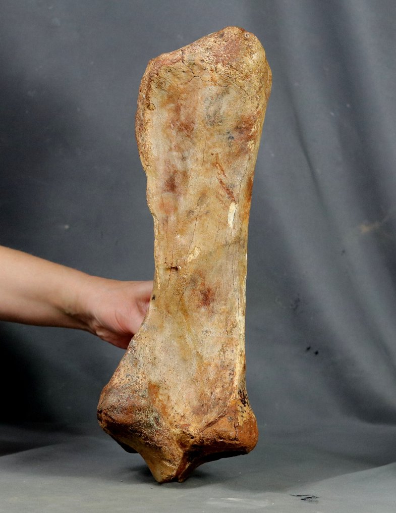 Enorme osso della gamba di un rinoceronte lanoso - Animale fossilizzato - Coelodonta antiquitatis - 37 cm #1.0